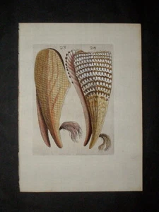 1681 ORIGINAL ANTIQUE HAND COLORED SHELL PRINT - BUONANNI - PEN SHELLS - Picture 1 of 1