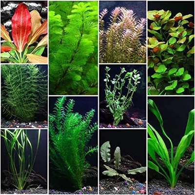 Premium Assorted Mixed Plant Bundle Live Aquarium Plants - Image 1 of 4