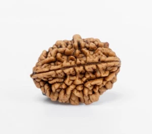 2 Face Bead (2Mukhi Rudraksha) Rare Certified Rudraksh, Lord Mahadev - Picture 1 of 5