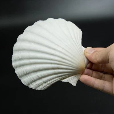 10 Pcs 4-5 Inch Large Sea Shells Scallop Shells for DIY Crafts Beach Decor - Image 1 of 4