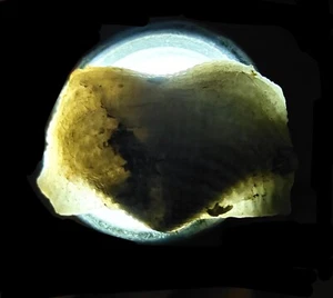04, SEA SHELL FOSSIL BRACHIOPODA RHYNCHONELLA, FROM TIMOR INDONESIA, 22MM - Picture 1 of 7