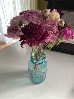 PEONÍAS * RAMO DE FLORES SECAS Paquete Cultivado en EE. UU. * Mezcla de PEONÍA Surtida Excelente #3 Foto 1 de 4