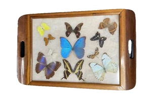 Vintage Inlaid Butterfly Taxidermy Wooden Tray Glass Top Display Brazil , Boho - Picture 1 of 14