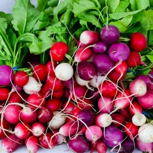 1 Lb Easter Egg Radish Seeds - Everwilde Farms Mylar Seed Packet - Picture 1 of 2
