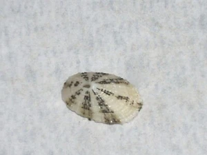 DIODORA DYSONI AMAZING - Bild 1 von 2