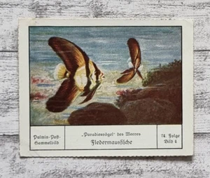 Fledermausfische Paradiesvögel Meer Palmin Sammelbild 74 Folge Werbung Vintage - Bild 1 von 2
