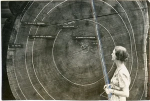 Vintage Schwarz-Weiß Foto riesiger gefallener Baum Mammutbaum Mammutbaum Geschichte beschädigt - Bild 1 von 1