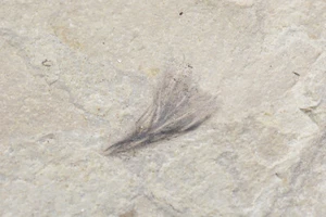 Feather Fossil, Insects, Split Pair, Green River Formation, Utah - Picture 1 of 12