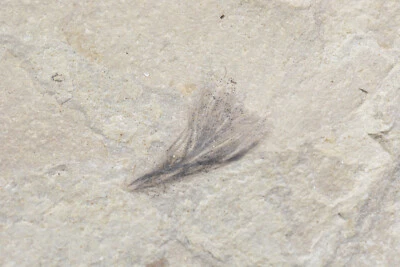 Feather Fossil, Insects, Split Pair, Green River Formation, Utah - Image 1 of 4