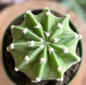 Easter Lily Cactus (Large) - Picture 1 of 1
