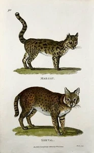 1800 Serval, Margay, mammal, Heath sculp fine first impression, hand colour - Picture 1 of 2