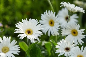 Gerbera 'Sweet Frosting' - PREMIUM garden plant in 2 Litre pot - Picture 1 of 3