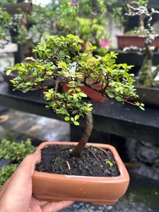 Ulmus Parvifolia Actual Bonsai Tree | Chinese Elm Tree | Equipped Phytosanitary - Picture 1 of 2