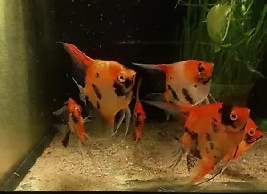 6 Select Koi Angelfish Pre Breeder Colony Free overnight shipping - Picture 1 of 5