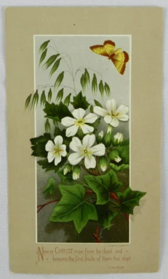 Tarjeta comercial White Flower and White & Brown Butterfly, 1881 Prang & Co Boston Foto 1 de 2