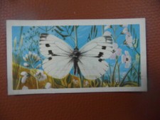 Great Britain Brooke Bond original 1963 tea card "British Butterflies",  No.42.