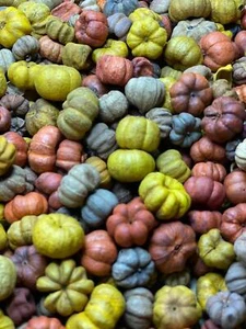 Dollhouse Miniature Pumpkins (Multiple Colors) - Set of 21 - 1:12 Scale - Picture 1 of 4