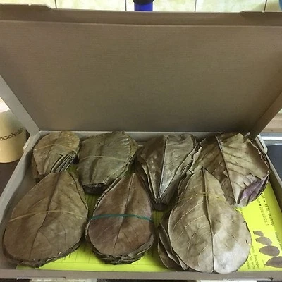 100 Stück Seemandelbaumblätter 10-15cm (ca. 100 Gramm) Terminalia Catappa Leaves - Bild 1 von 2