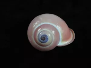 Landschnecke festliche Kalokokken 43,3 mm ID#7620 - Bild 1 von 4