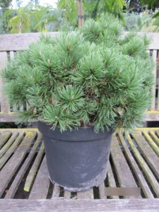 Kugelkiefer Mops - Pinus mugo Mops - 30-40cm - Bild 1 von 1