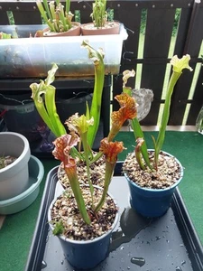 Fleischfressende Pflanze, Sarracenia Hybrid 'Judith Hindle' + 20cm - Bild 1 von 5
