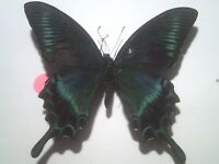 Real Butterfly/Insect/Moth Non Set B8409: Rare Large colourful Papilio maackii :