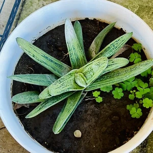 Aloe Gasteria Little Warty Succulent Live Plant Bare Root with pups Lot Of 2 - Picture 1 of 6
