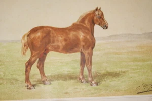 ETALON DE RACE BRETONNE CHEVAL GRAVURE COULEURS CIRCA 1893 PRINT R3105 - Picture 1 of 1