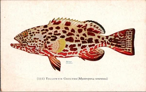 Postkarte Yellowfin Grouper John G. Shedd Aquarium Chicago Chrome unbesendet - Bild 1 von 3
