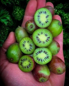 Kiwi Berry Seeds (50) / Tropical Fruit / Sweet / Super Rare - Picture 1 of 5