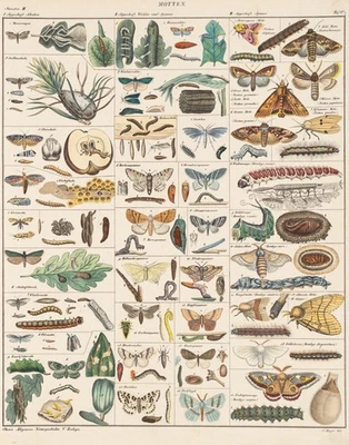 C. MAYER (19.Jhd), Motten und ihre Metamorphose, Lithographie Realismus - Bild 1 von 4
