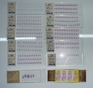 EMBRYOLOGY Head to Tail PIG EMBRYO Microscope Slide Set CAROLINA + 15mm 25mm - Picture 1 of 5