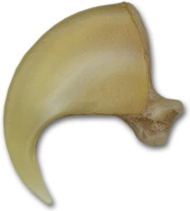 Mountain Lion Claw, 3-1/2", Finest Quality Resin Reproductions #514 - Bild 1 von 1