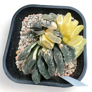 Haworthia Truncata Variegated On Root PØT 10 cm - Imagen 1 de 1
