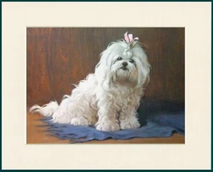 BICHON FRISE LOVELY DOG PRINT MOUNTED READY TO FRAME - Foto 1 di 1