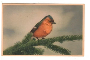 Orange breasted thrush Printed in Belgium Posted 1953 - Free Shipping - Picture 1 of 2