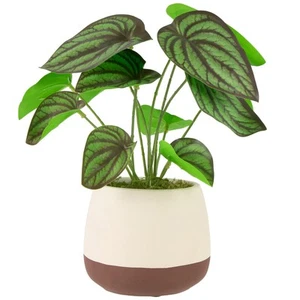 Northlight 10.25" Artificial Peperomia Plant in Two-Tone Ceramic Pot - Picture 1 of 6