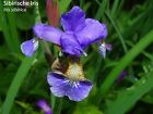 Wieseniris (Iris sibirica)