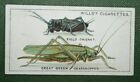 GREAT GREEN GRASSHOPPER & FIELD CRICKET   Vintage Insect Card    XC01