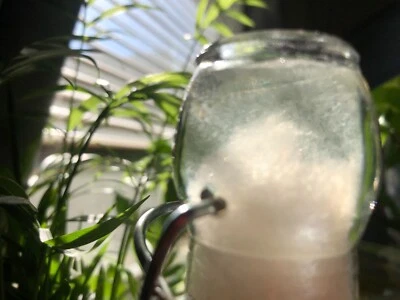 Anguilas de vinagre (16 oz completas): listas para alimentar/alimento de emergencia Foto 1 de 2