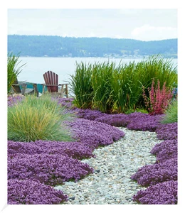 Scharlachroter Feld-Thymian,3 Pflanzen - Bild 1 von 3