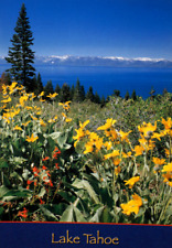 Postcard Lake Tahoe Sunflower Fields Mule's Ears Wyethia Amplexicaulus Mountain
