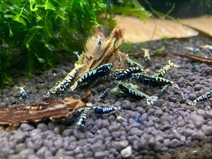 Black Galaxy Pinto Caridina Live Freshwater Dwarf Shrimp x10 - Picture 1 of 2