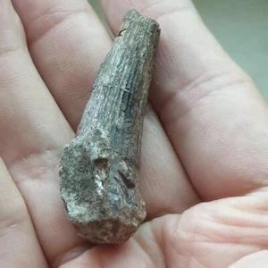 Rare Asian Spinosaur Dinosaur Ichthyovenator Tooth Fossil Cretaceous Era 4.7cm - Picture 1 of 8