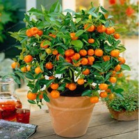 Citrus Bonsai Mandarin Orange Edible Fruit Bonsai Tree Seeds Healthy Food Home G