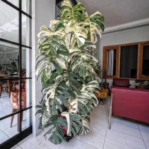 001710A Monstera Lechlerina variegata Fensterblatt 2 Samen Exoticplants - Bild 1 von 1