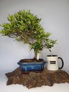 Japanese Azalea (Rhododendron) Shohin Flowering Bonsai Tree Bonsai Pot - Picture 1 of 6