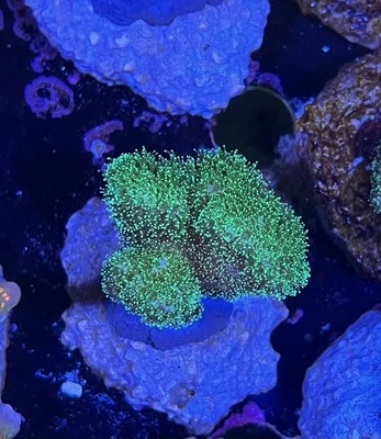 Corallo Stylophora Pistillata Verde - Immagine 1 di 2