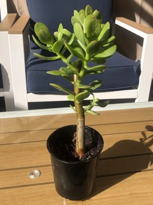 Planta de jade Crassula planta de la suerte / suculenta (6”-10”) Foto 1 de 2