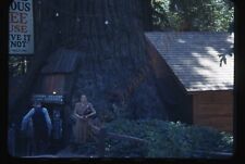 Ripley’s Believe It Treehouse Redwood 1950s 35mm Slide Red Border Kodachrome